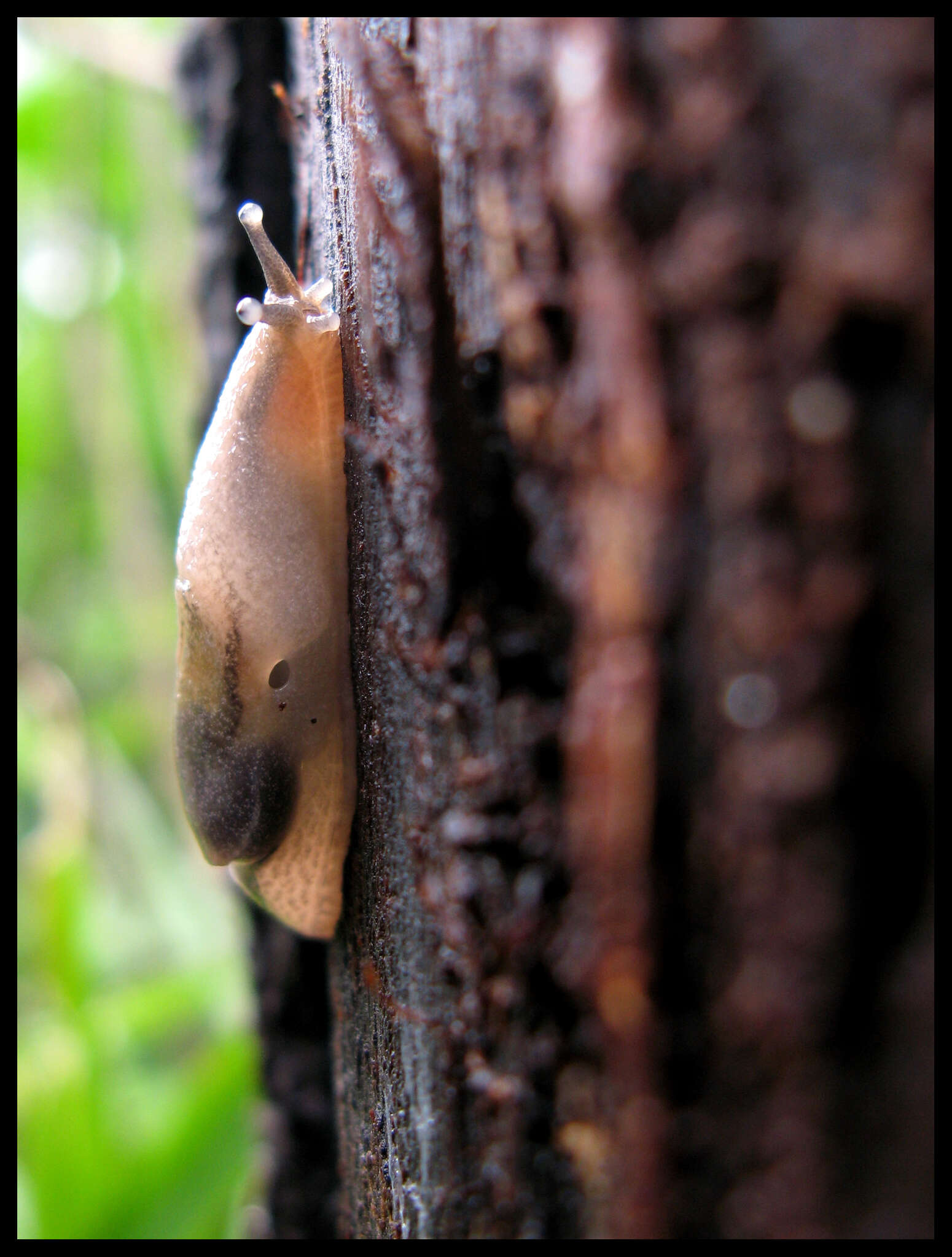 Image of Yellow-shelled semi-slugs