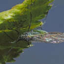 Image de Euceraphis betulae (Koch & C. L. 1855)