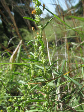 Image of Crocanthemum rosmarinifolium (Pursh) Janchen