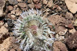 Image of Echinops glaberrimus DC.