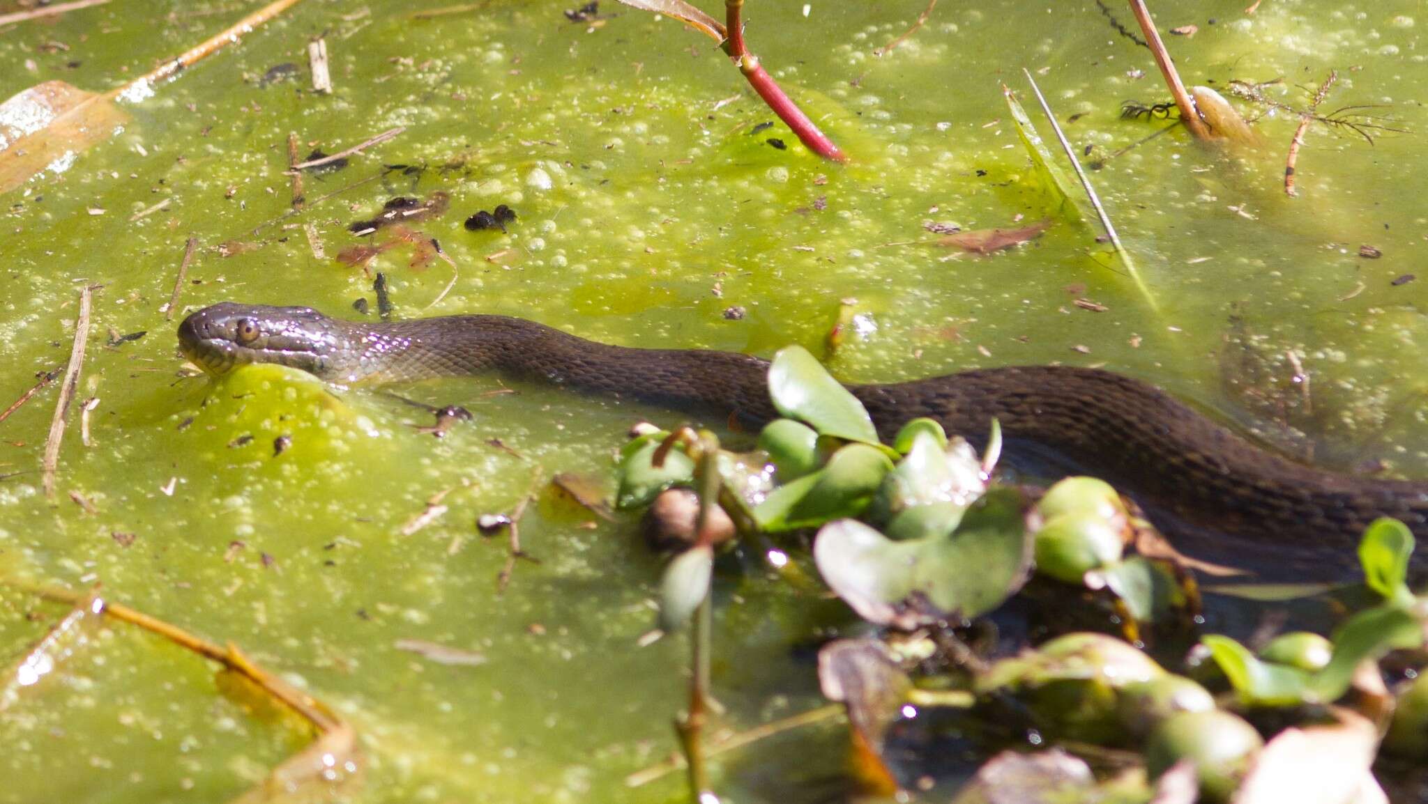 Image of Mississippi Green Water Snake