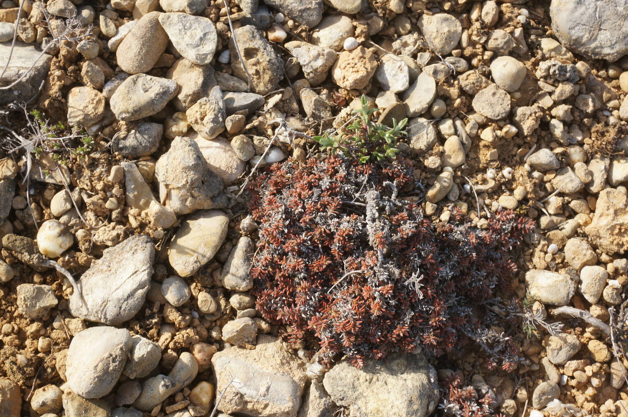 Imagem de Paronychia cephalotes (M. Bieb.) Besser