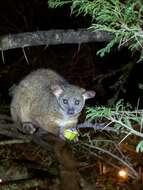 Image of Garnett's Greater Galago