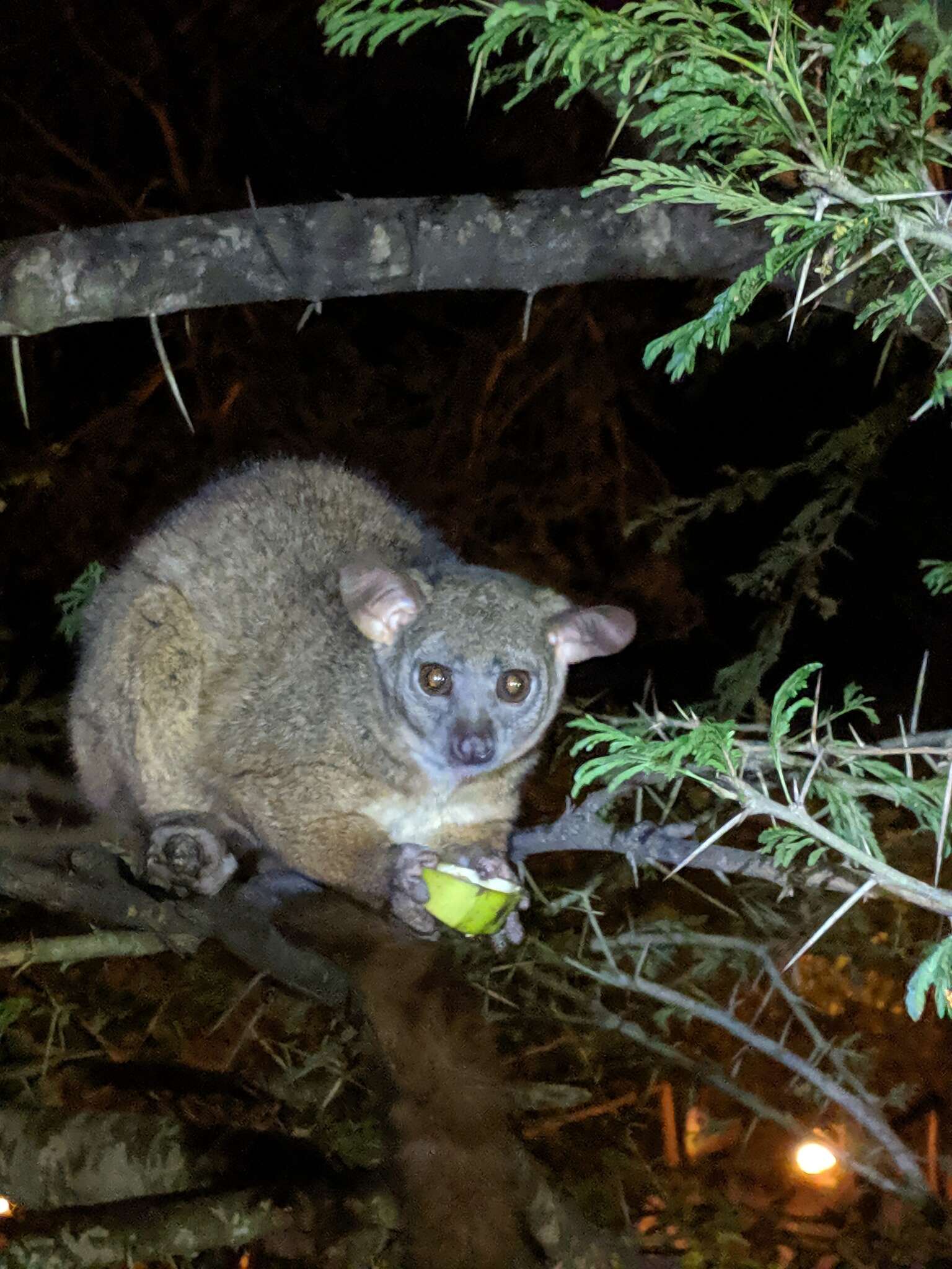 Image of Garnett's Greater Galago