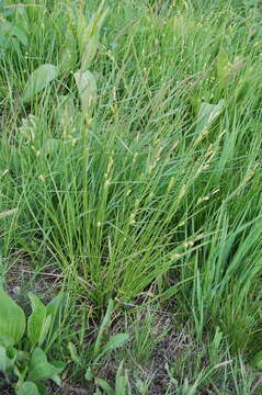 Image of sedge