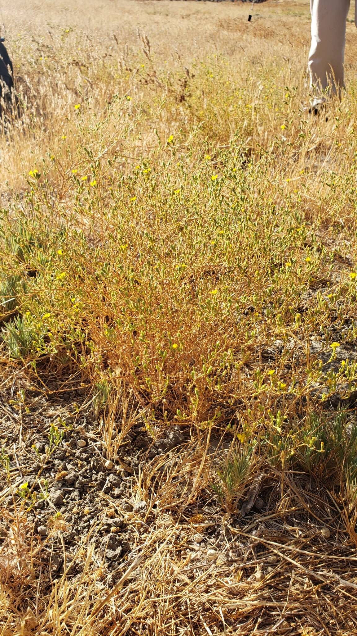 Image of threeray tarweed