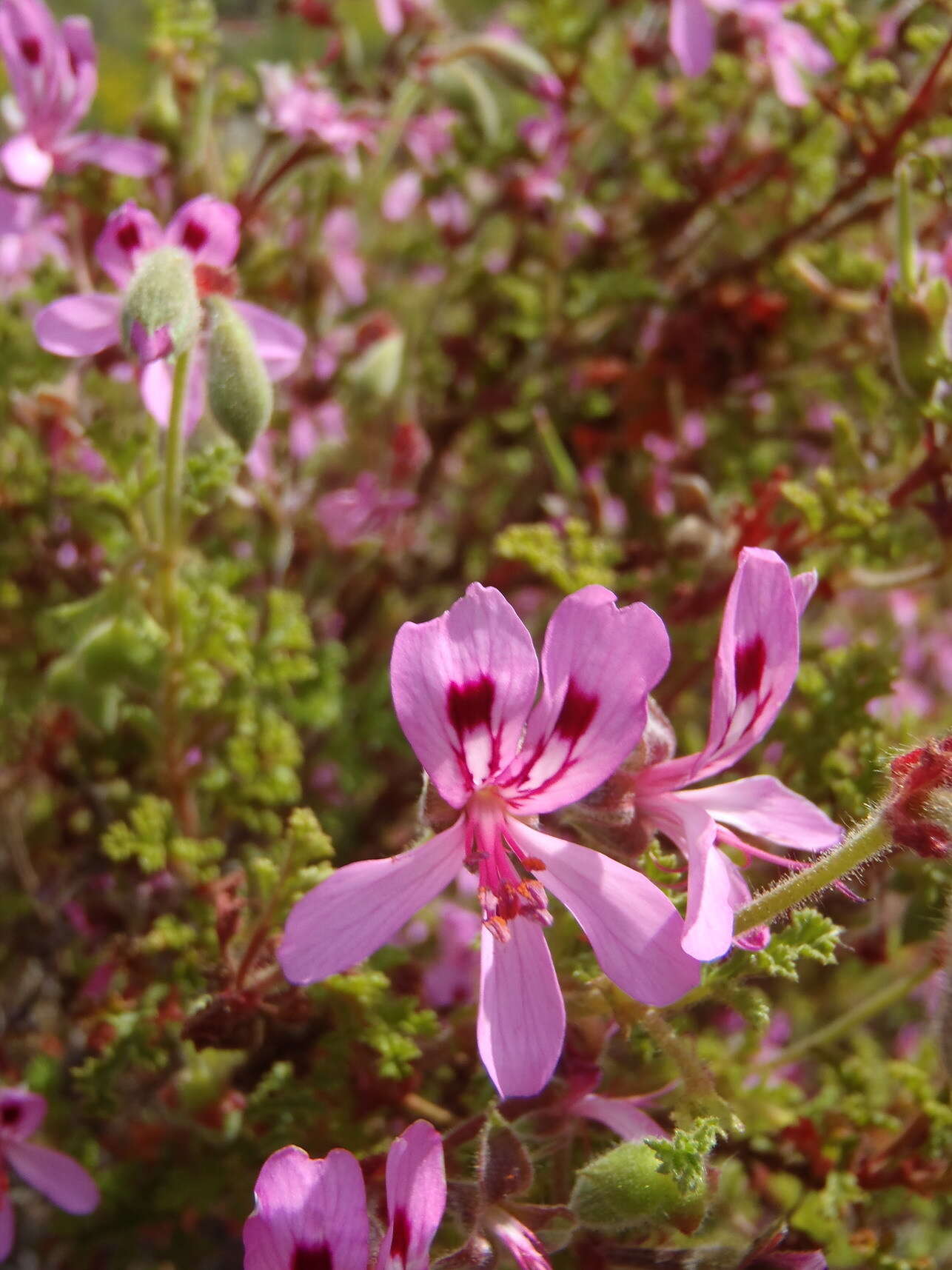 Image of Pelargonium pseudoglutinosum Knuth