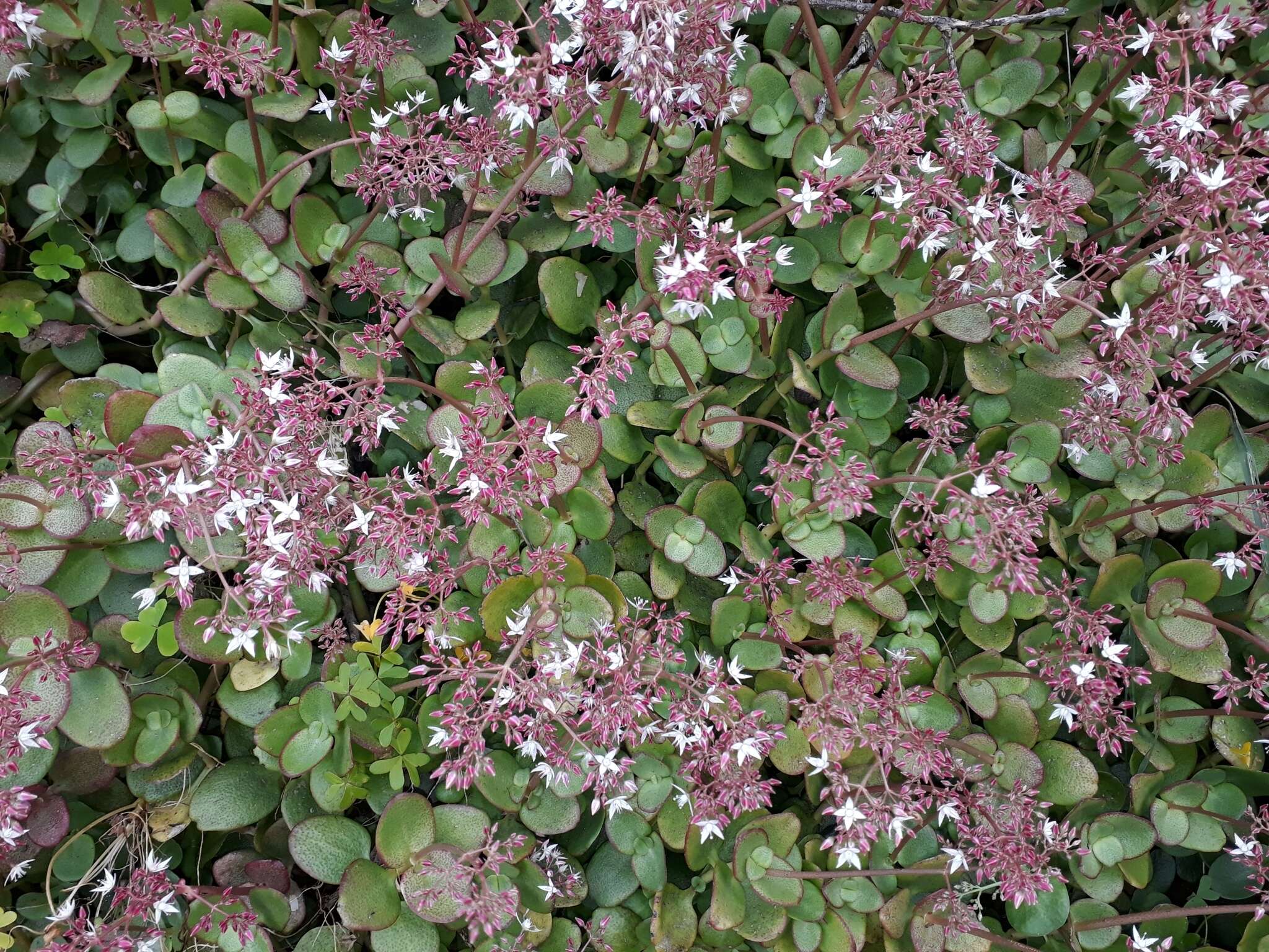 Image of Cape Province pygmyweed