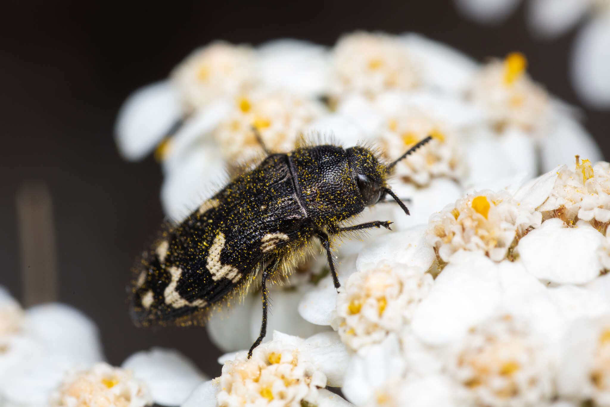 Слика од Acmaeodera idahoensis Barr 1969