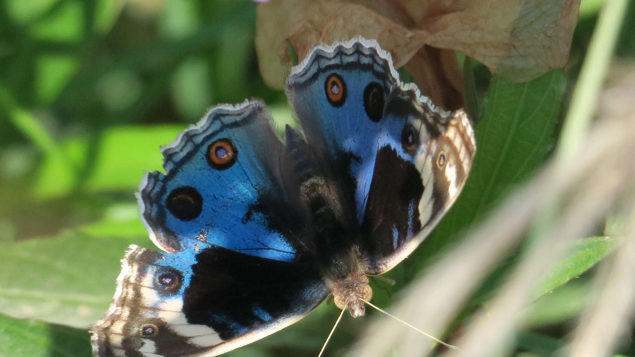 Image of Junonia orithya here Lang 1884