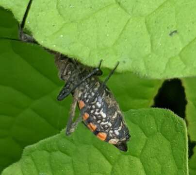 Plancia ëd Rhynocoris albopilosus (Signoret 1858)