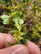 Image of Coprosma hirtella Labill.