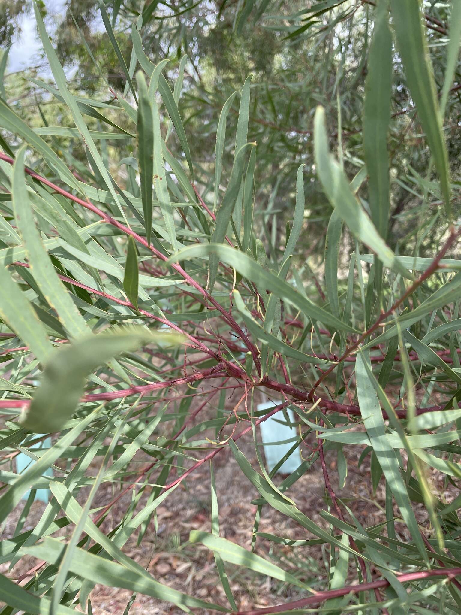 Acacia provincialis A. Camus的圖片