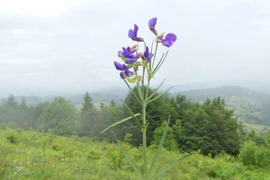 Image of <i>Lathyrus bauhini</i>