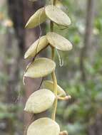 Image of Dischidia nummularia R. Br.