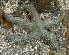 Image of Mottled star