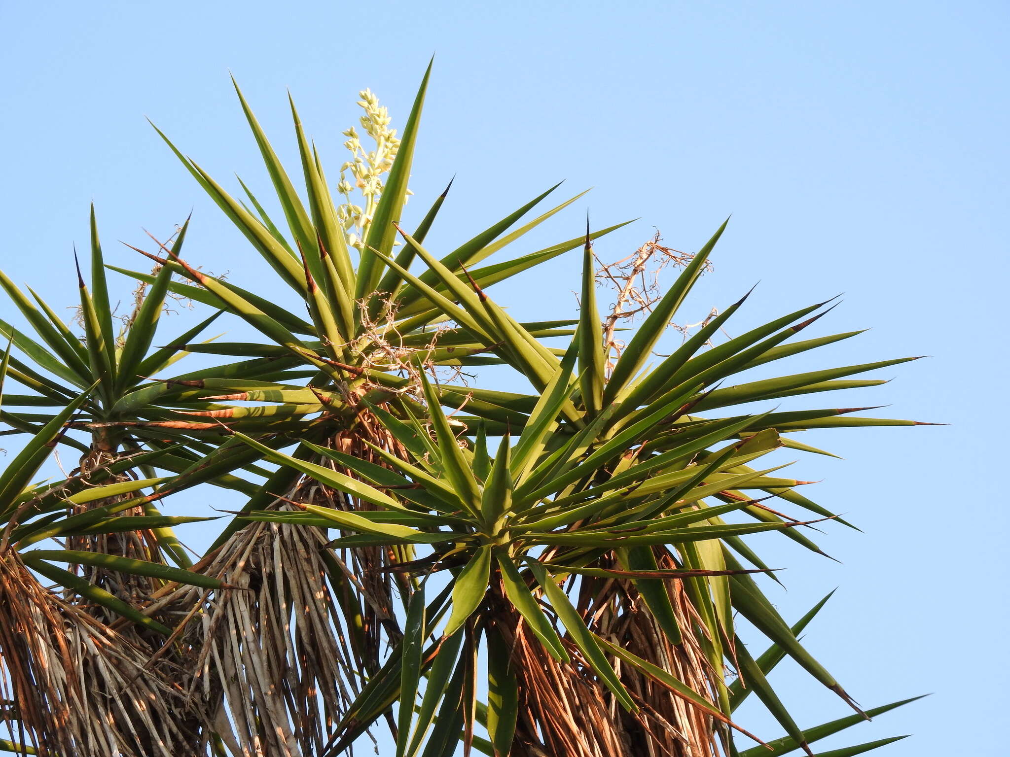 Plancia ëd Yucca gigantea Lem.