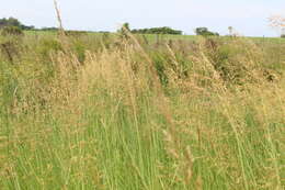 Image of sandysoil Indiangrass