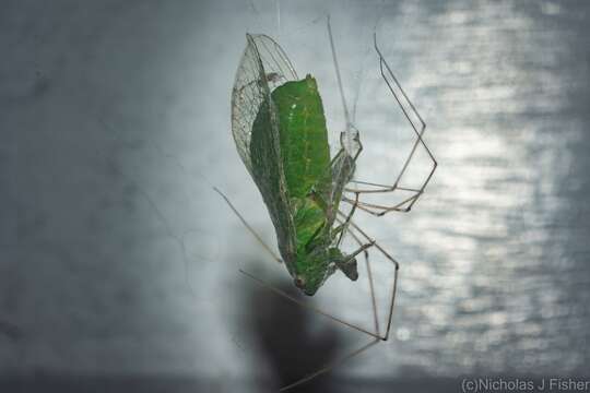 Image of Chlorocysta vitripennis (Westwood 1851)