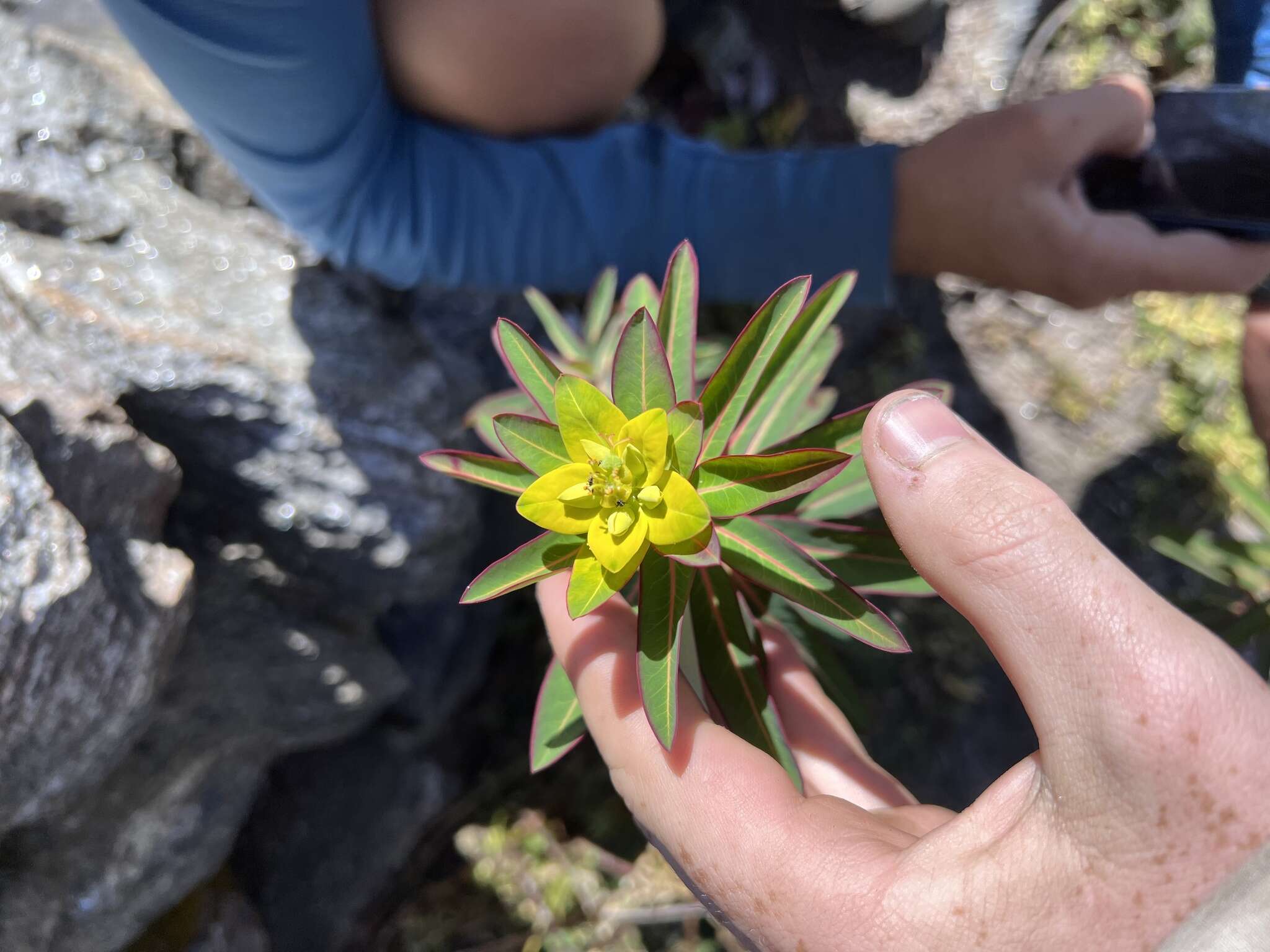 Image of Euphorbia wallichii Hook. fil.