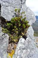 Image of Richea sprengelioides (R. Br.) F. Muell.