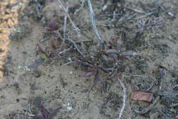 Image of Delosperma hollandii L. Bol.