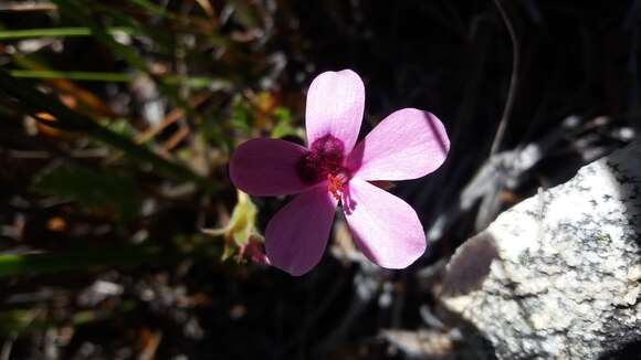 Image of Pelargonium capillare (Cav.) Willd.