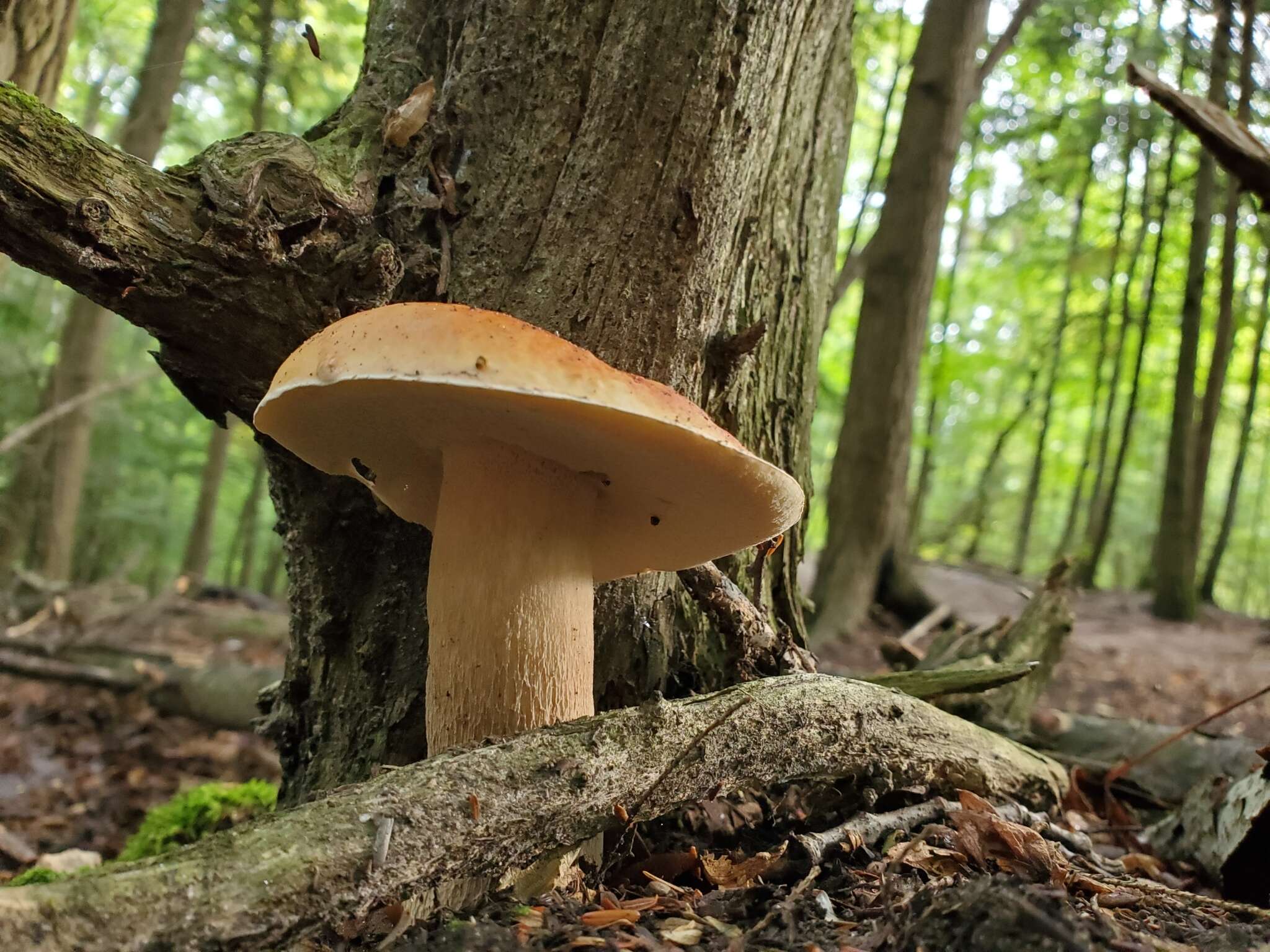 Sivun Boletus chippewaensis A. H. Sm. & Thiers 1971 kuva