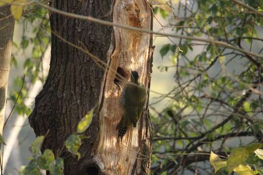 Image of Scaly-bellied Woodpecker