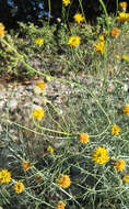 Image of Hopi tea greenthread