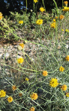 Image of Hopi tea greenthread