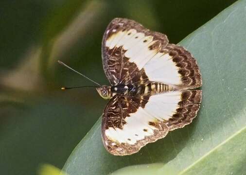 Imagem de <i>Euptera hirundo</i>