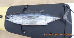 Image of Longtail Tuna