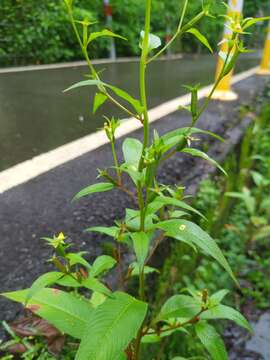 Image de Ludwigia hyssopifolia (G. Don) Exell