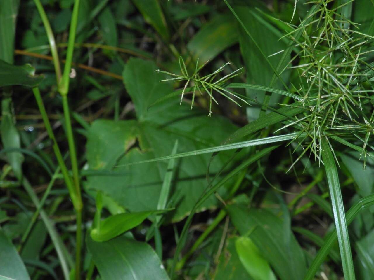 Image of Reflexed Flat Sedge