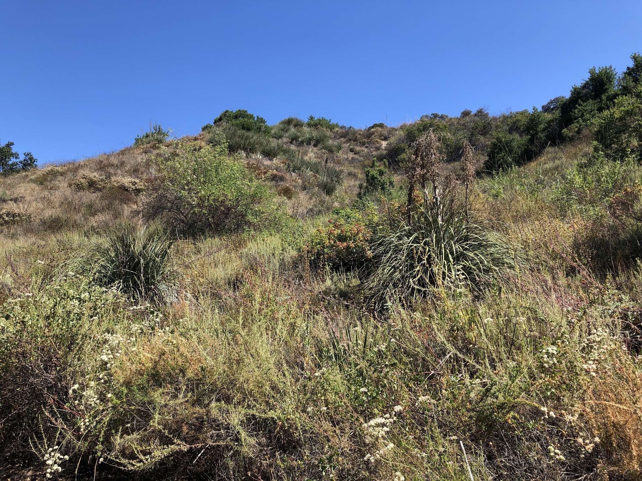 Image of Peninsular beargrass