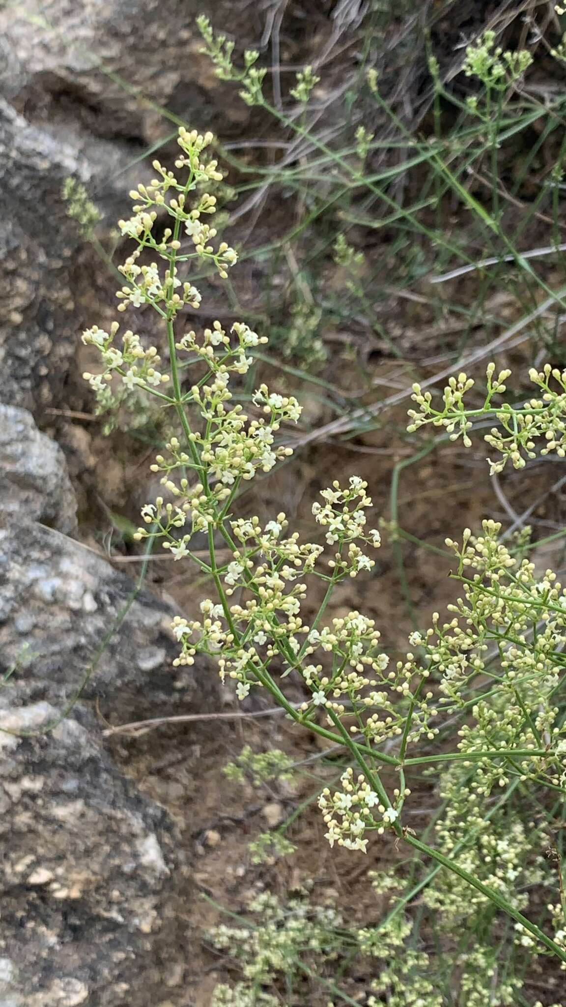 Image of Galium ephedroides Willk.