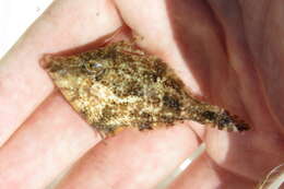 Image of Fringed Filefish