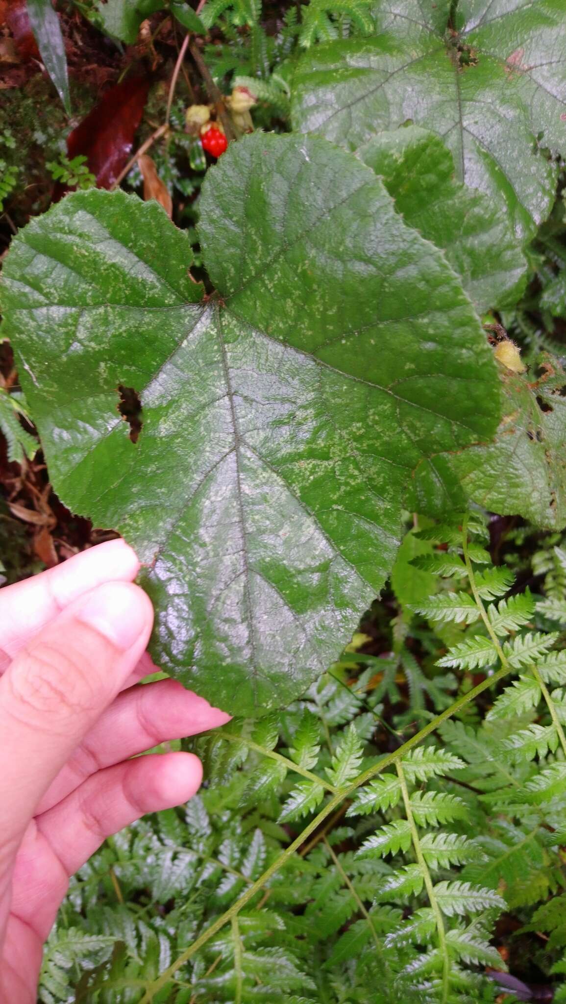 Image de Rubus buergeri Miq.