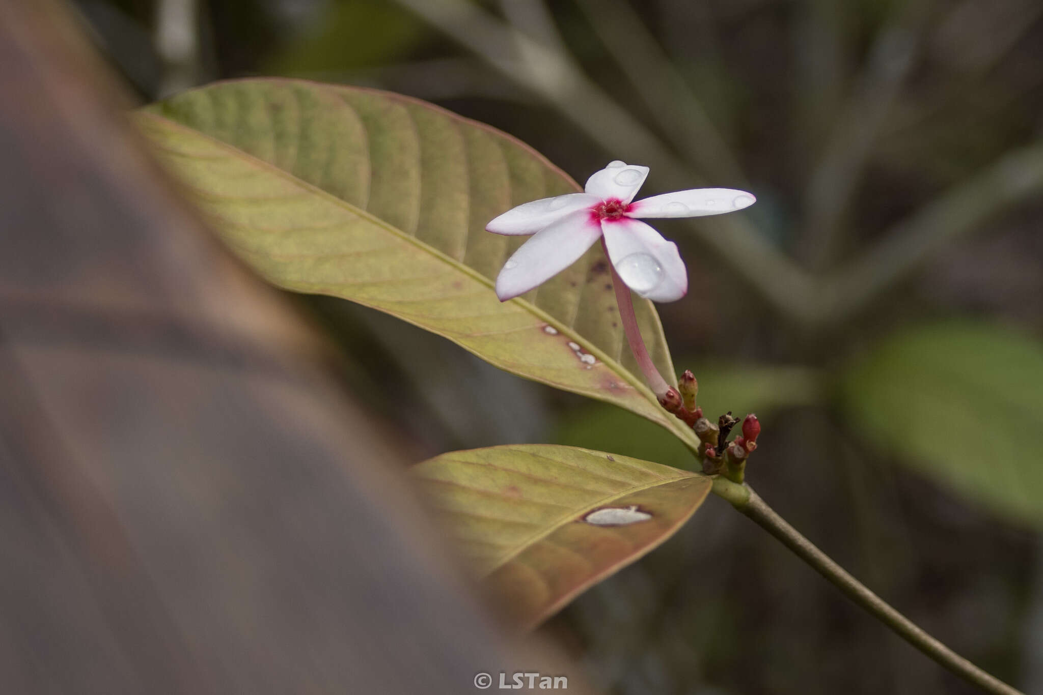 Image of Kopsia fruticosa (Ker-Gawl.) A. DC.