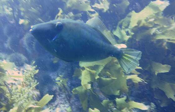 Image of Smooth leatherjacket