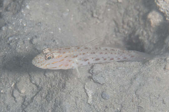 Image of Saffron shrimp-goby