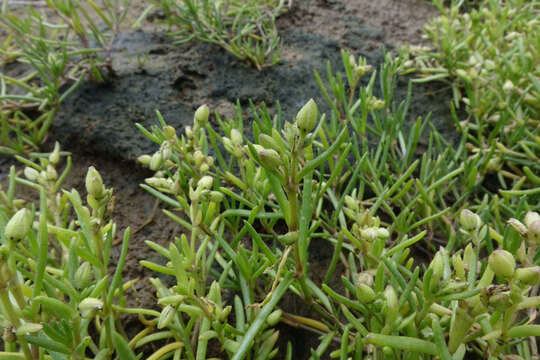 Plancia ëd Spergularia marina (L.) Besser