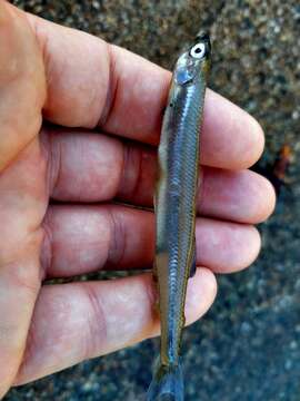 Image of Common Smelt