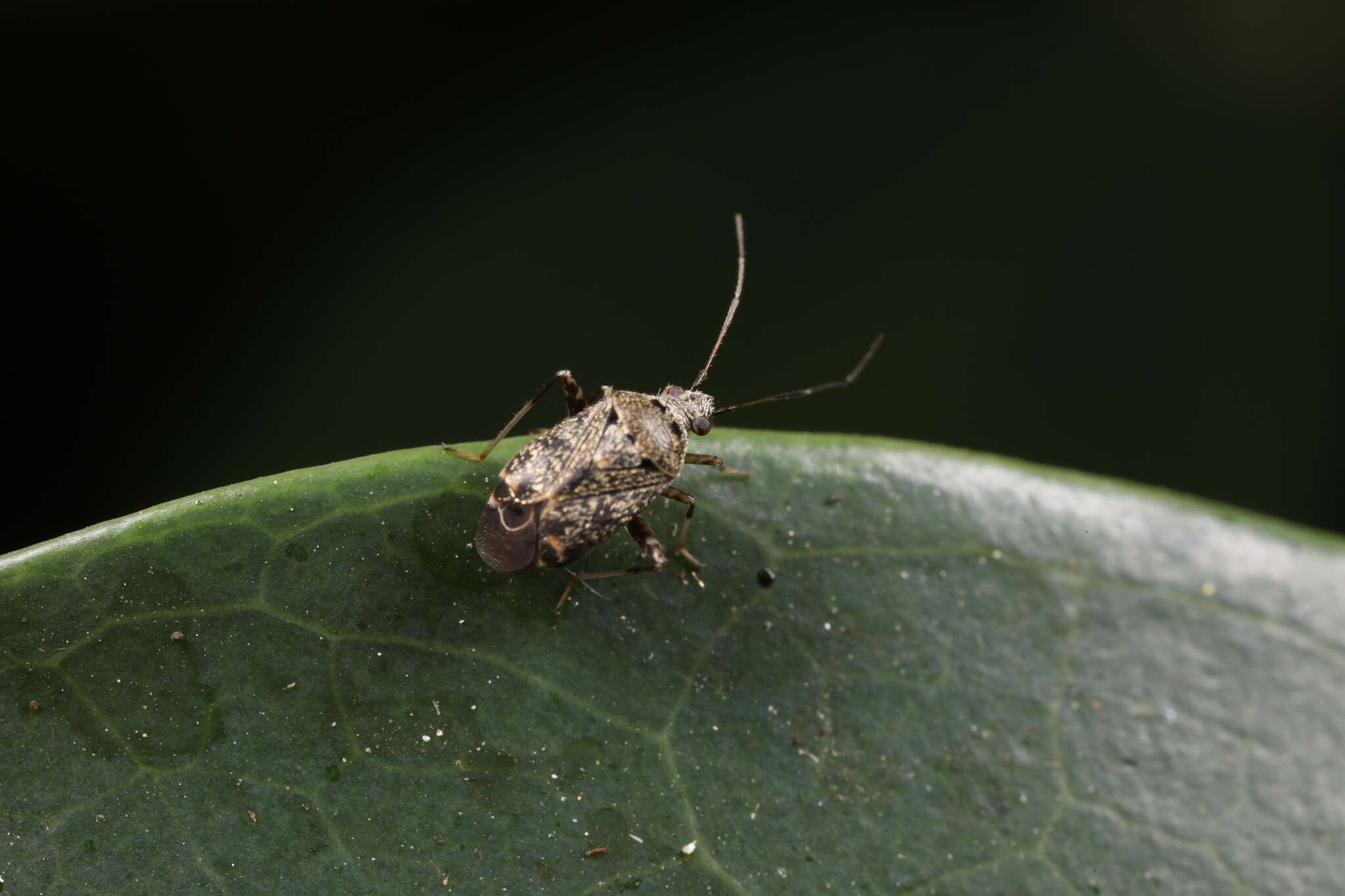 Charagochilus longicornis Reuter 1885 resmi