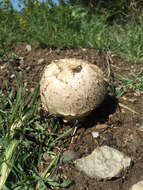 Image of Agaricus deserticola G. Moreno, Esqueda & Lizárraga 2010