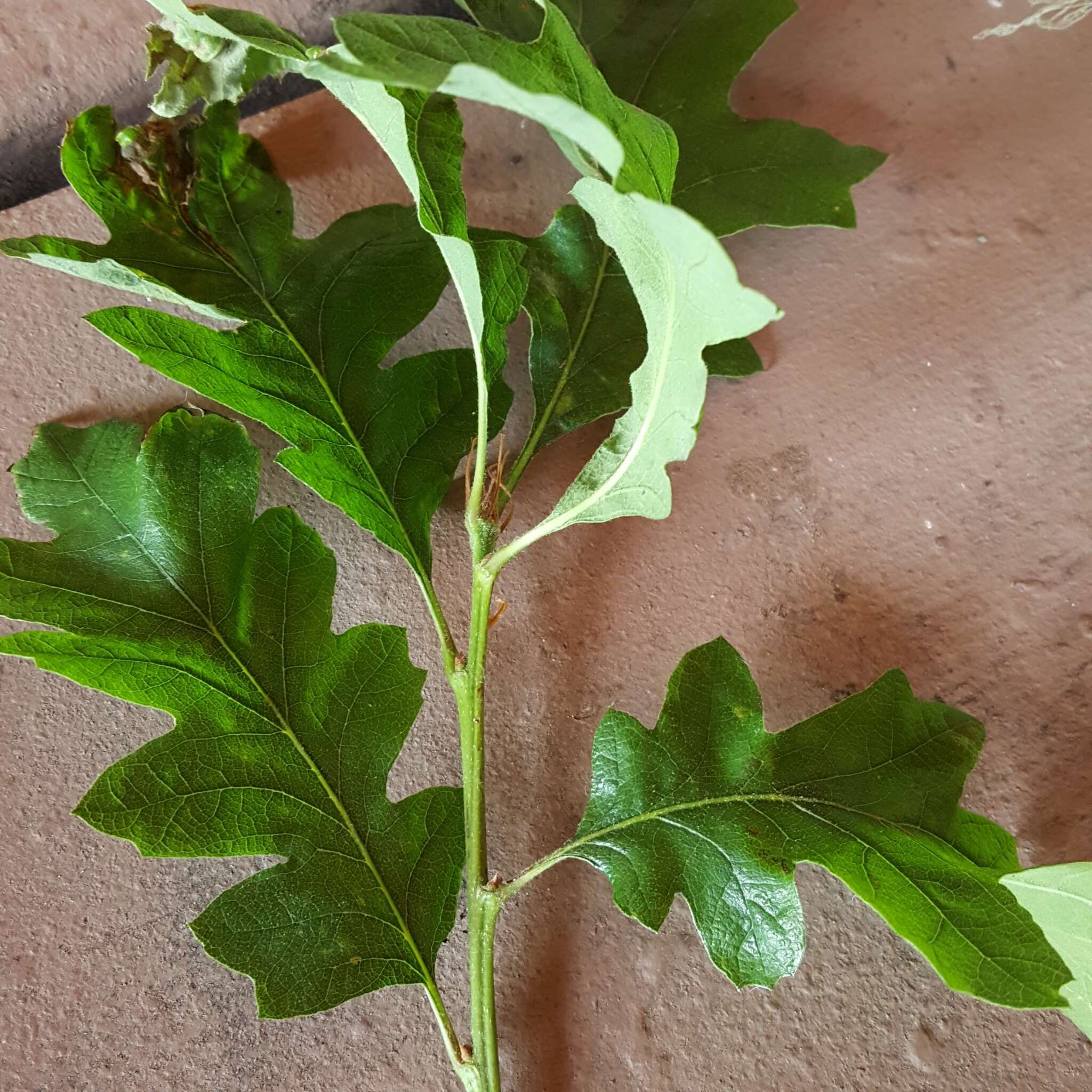 Image of Oregon white oak