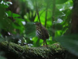 Image of Spectacled Antpitta