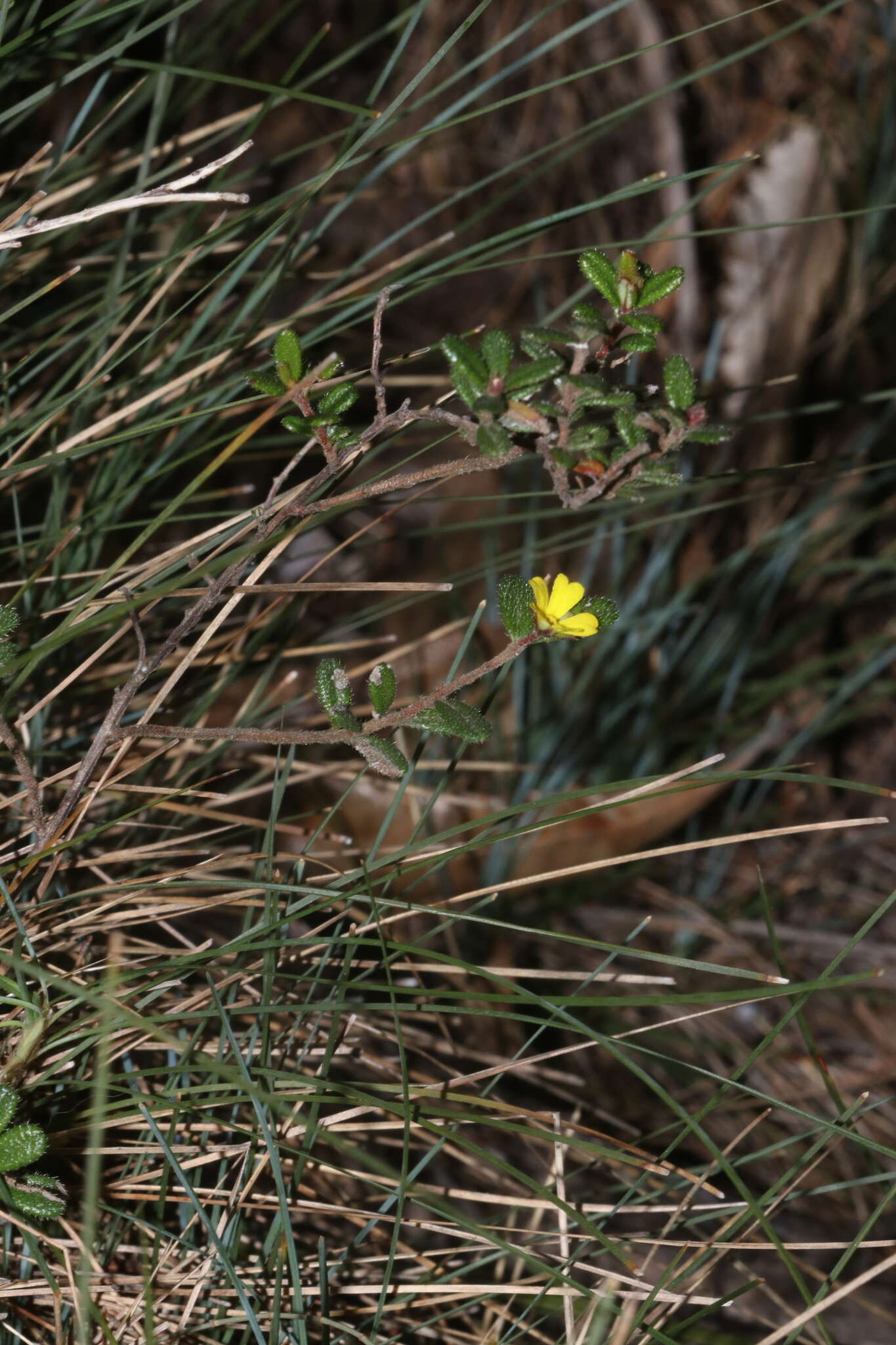 Image of Hibbertia aspera subsp. aspera