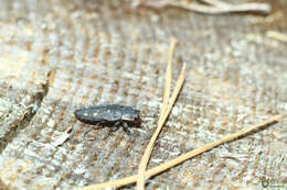 Image of Painted Jewel Beetle